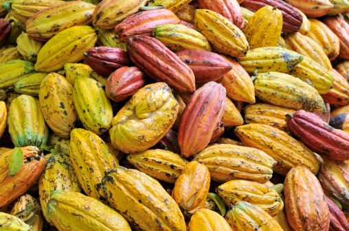 SUPERFOOD SPOTLIGHT – COCOA & UCUUBA BUTTERS