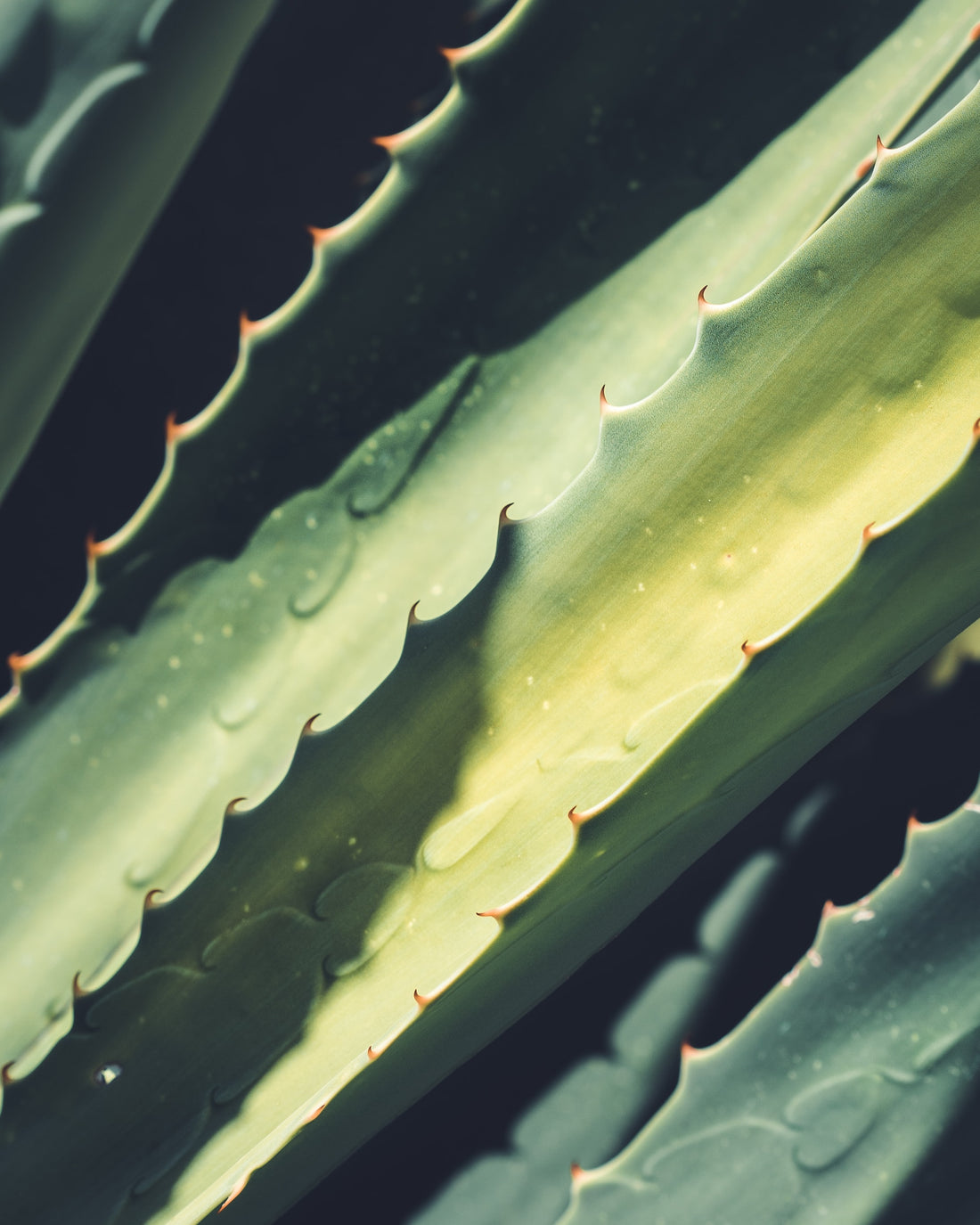 Aloe Vera, Hyaluronic Acid, Rose Hydrating Face Mask